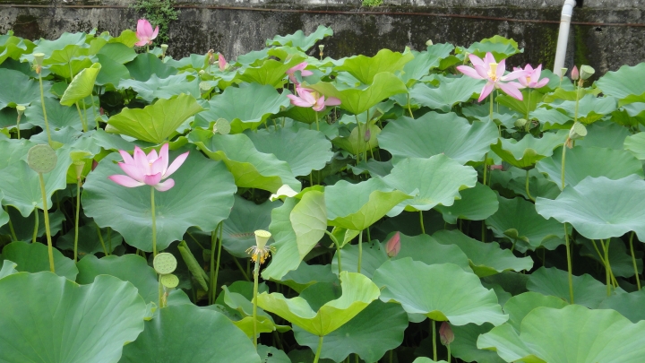 2016-06-04測量雲龍橋高度落差之行(上)順遊投84+投80清流部落。