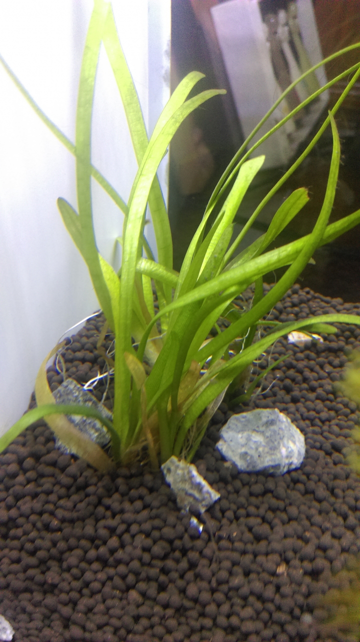 魚缸養水期間水草快爛...