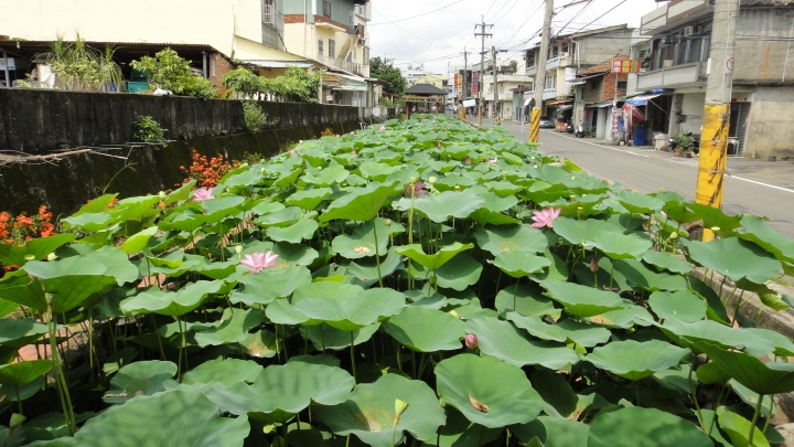 2016-06-04測量雲龍橋高度落差之行(上)順遊投84+投80清流部落。