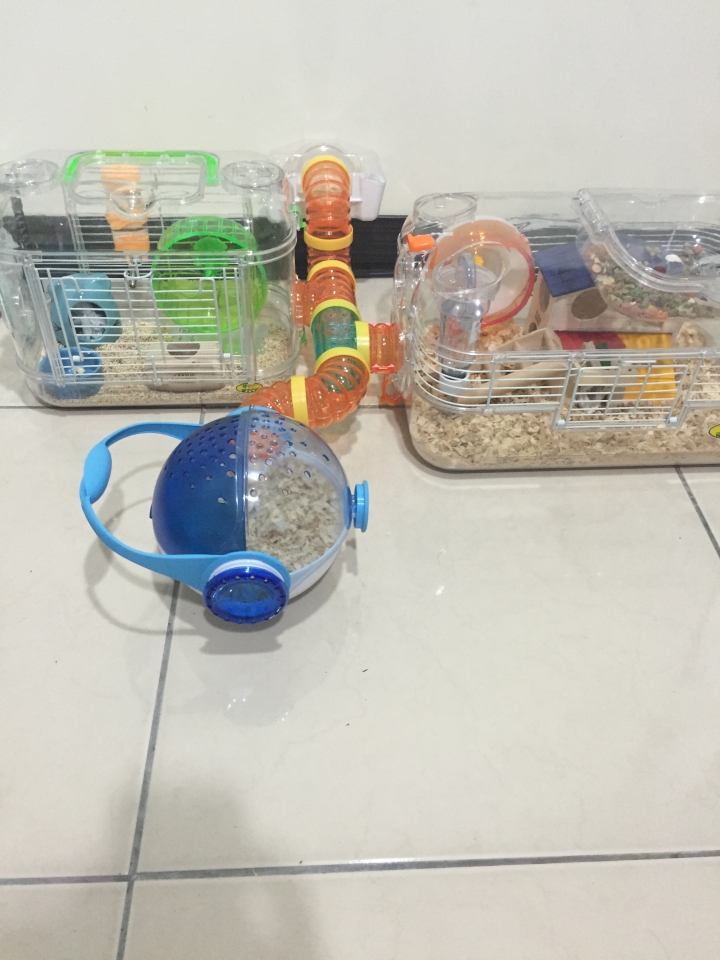 寵物鼠夏天墊材 飼料