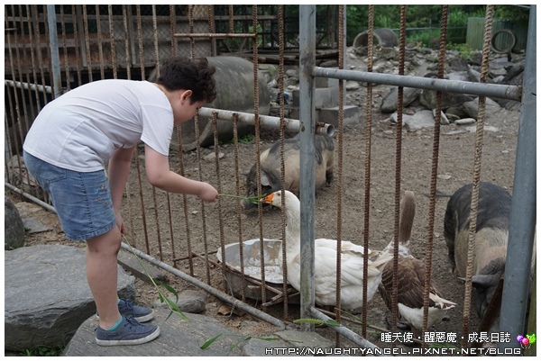 再也不用跟人家擠熱氣球季了!台東鹿鳴專屬的熱氣球,全台唯一,超酷!