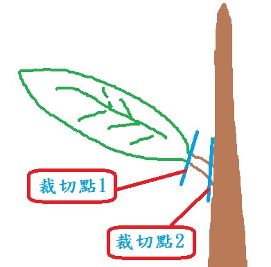 請教葉子變色原因
