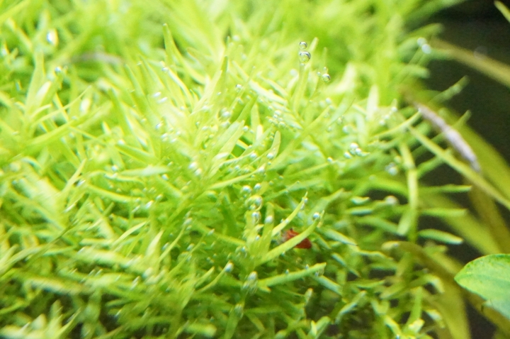 擴缸分享~MINI-M SIZE, 兩周後