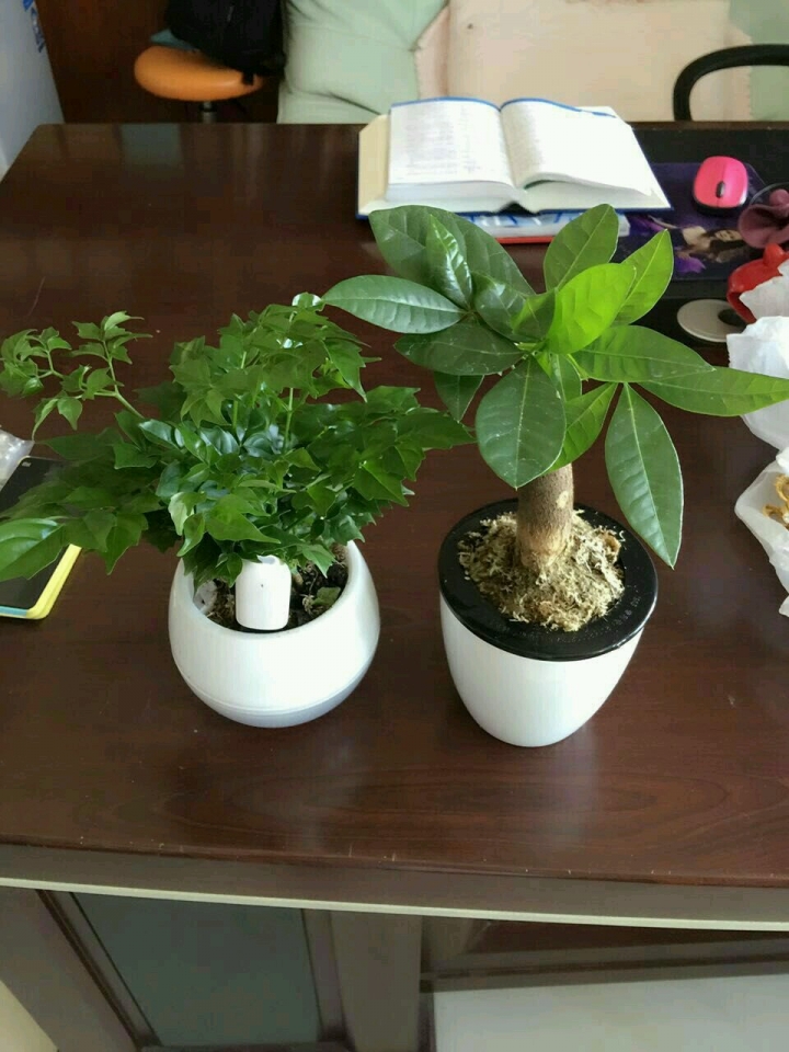 小米 花花草草監測儀