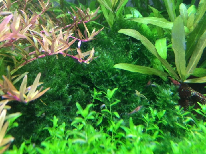 2尺缸5個月成果