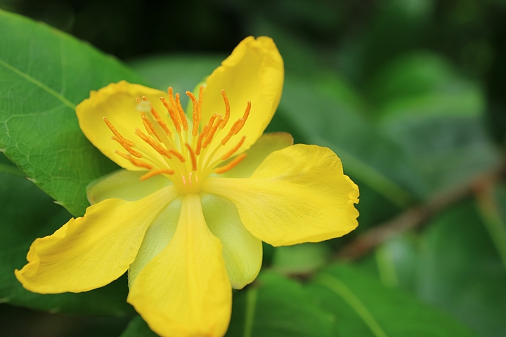 我的鏡頭會發光! Canon EF-M 28mm f/3.5 MACRO IS STM