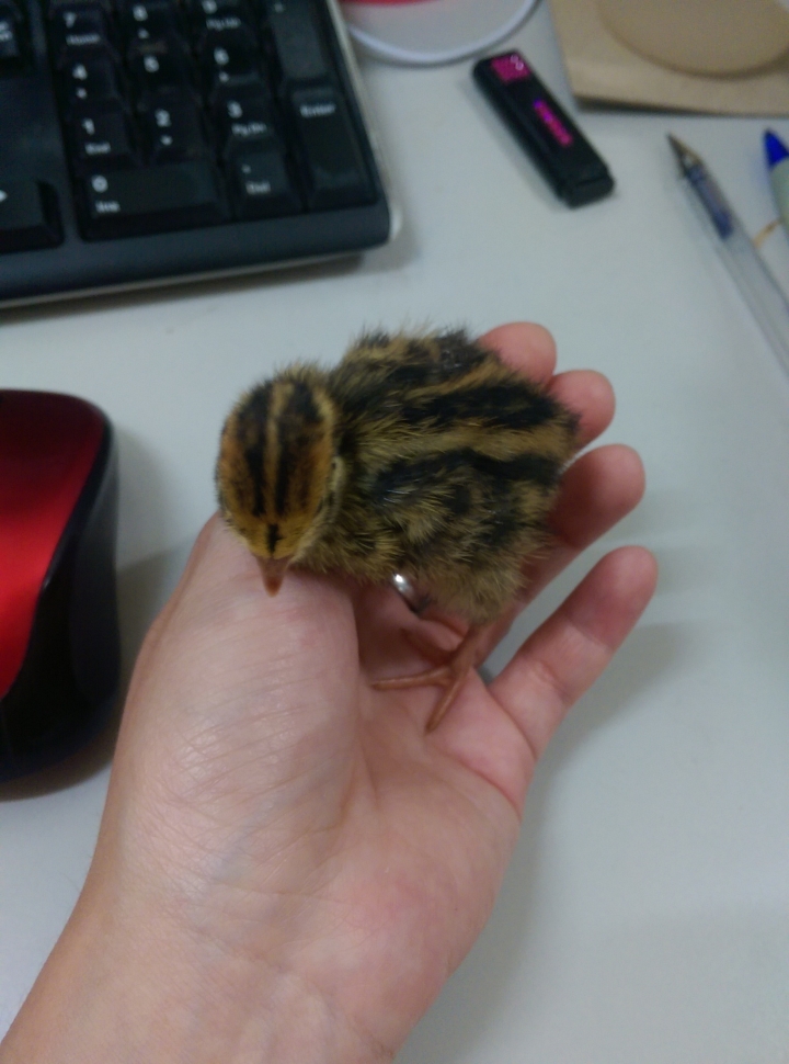 DIY孵鵪鶉~