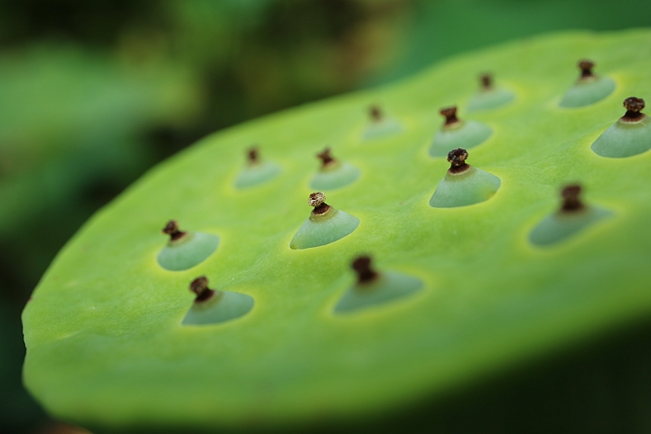 我的鏡頭會發光! Canon EF-M 28mm f/3.5 MACRO IS STM