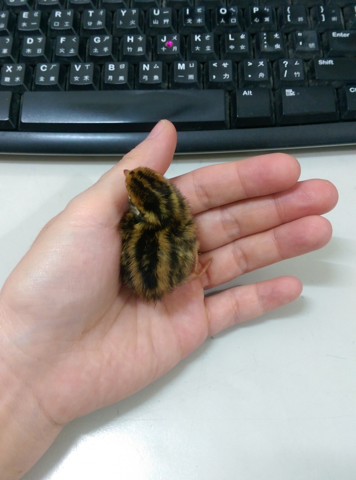 DIY孵鵪鶉~