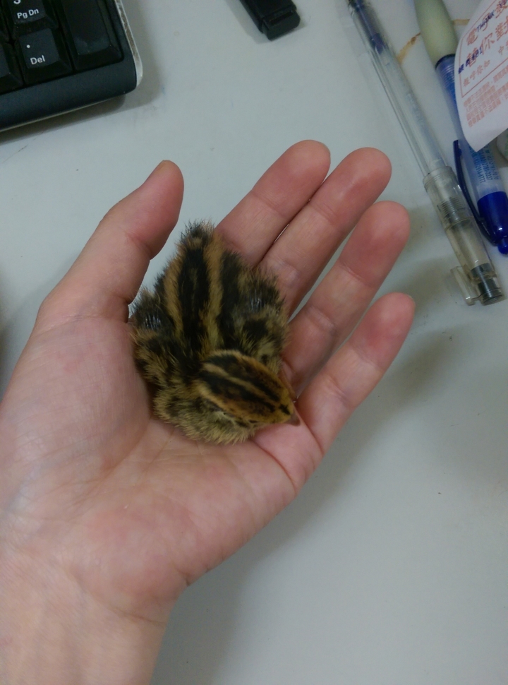 DIY孵鵪鶉~