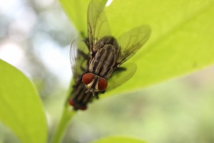 我的鏡頭會發光! Canon EF-M 28mm f/3.5 MACRO IS STM