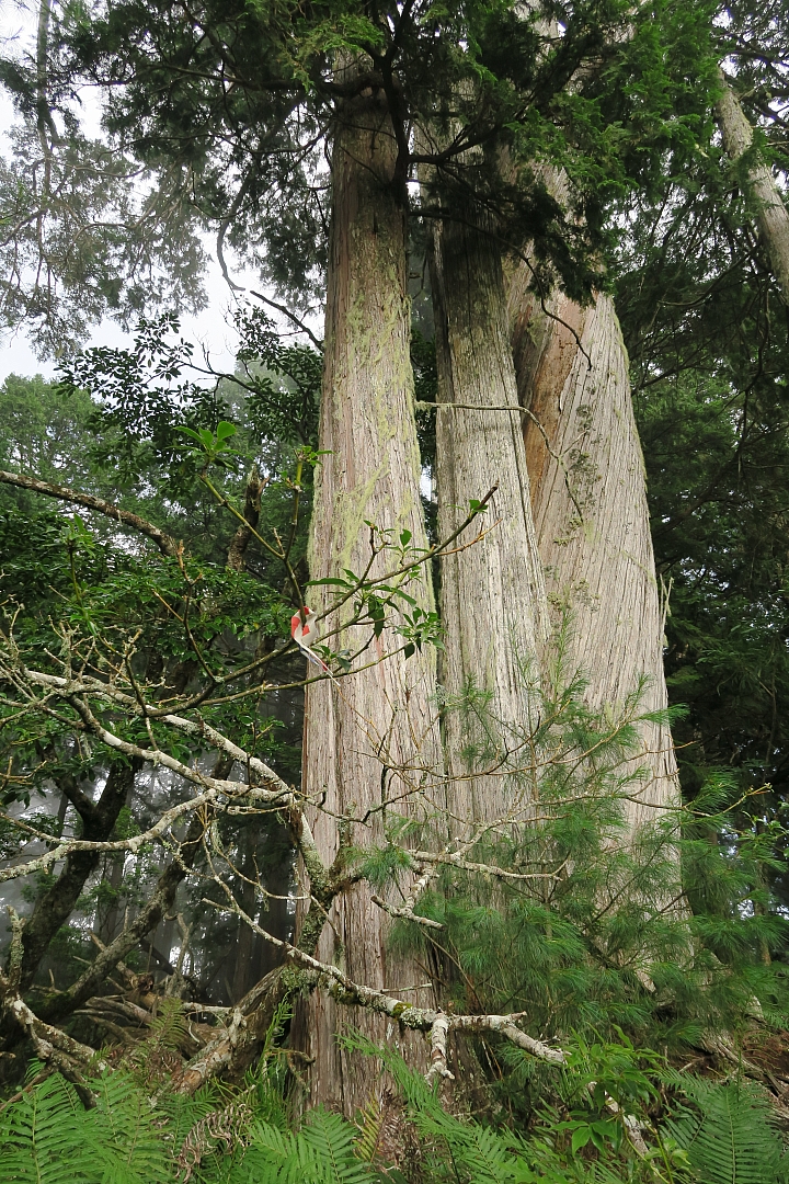 奇萊東稜包場5日遊