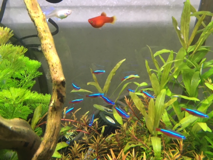 2尺缸5個月成果