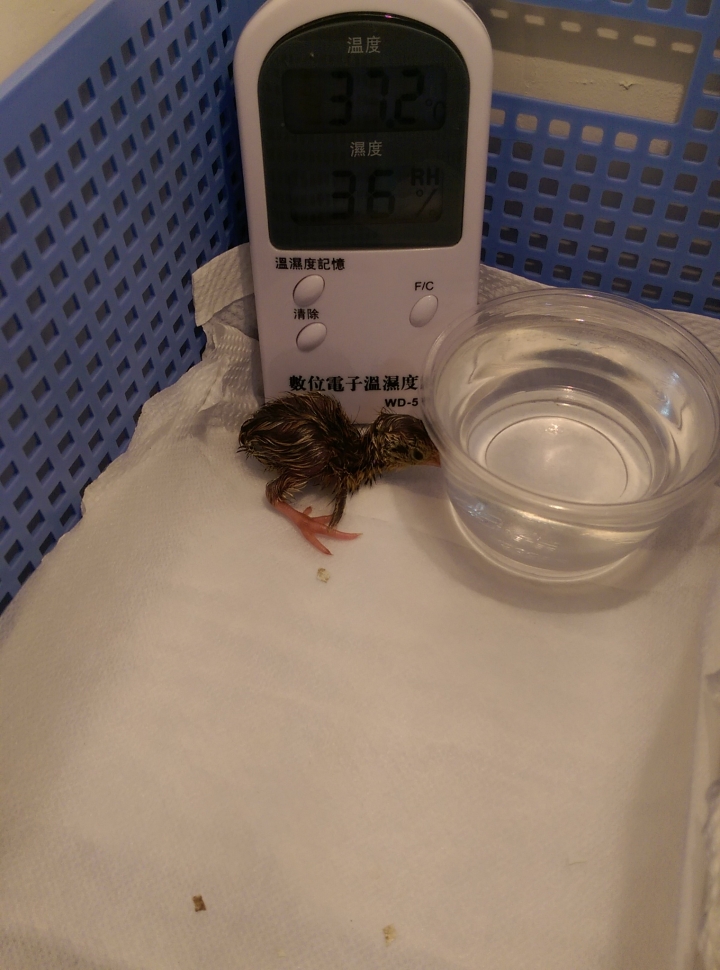 DIY孵鵪鶉~