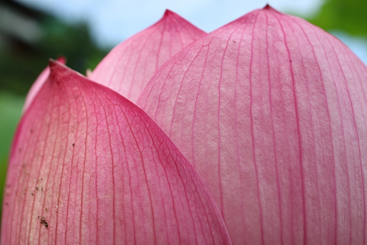 我的鏡頭會發光! Canon EF-M 28mm f/3.5 MACRO IS STM