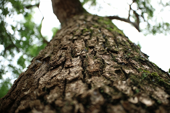 我的鏡頭會發光! Canon EF-M 28mm f/3.5 MACRO IS STM