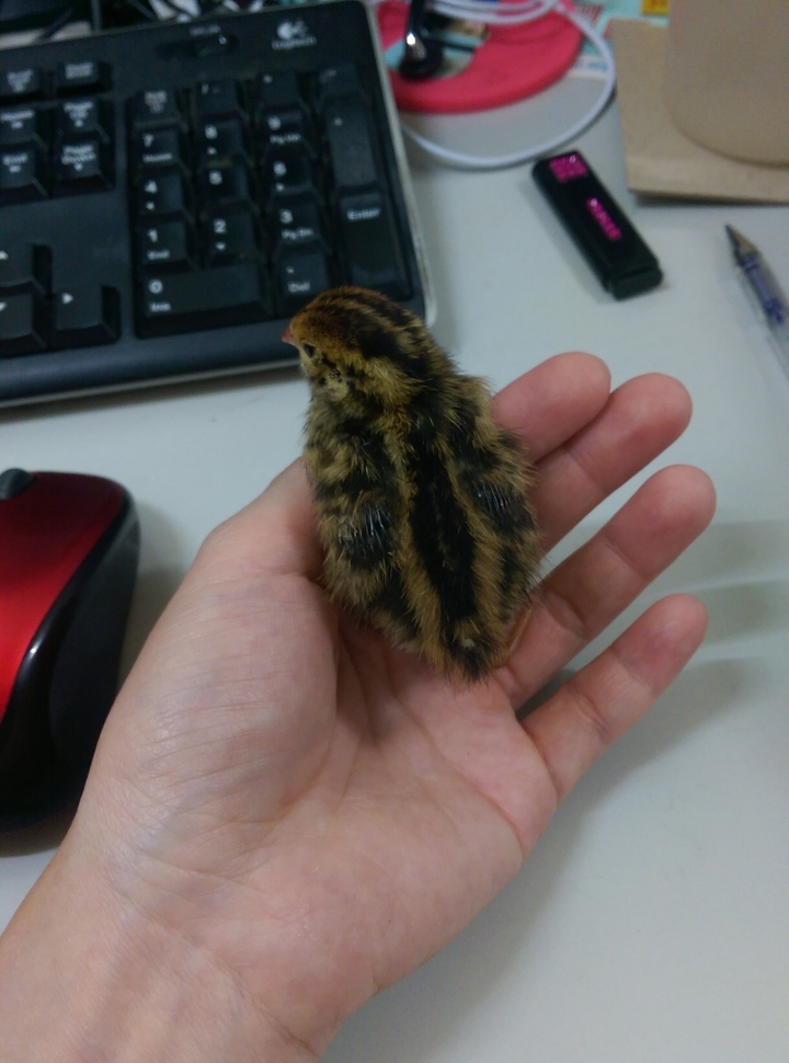 DIY孵鵪鶉~