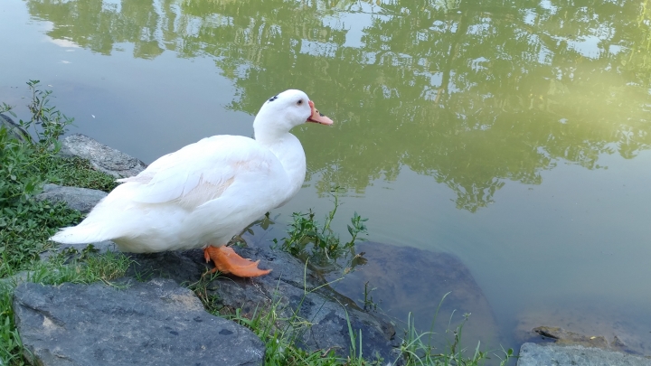ZenFone3 ZE520KL 評測分享