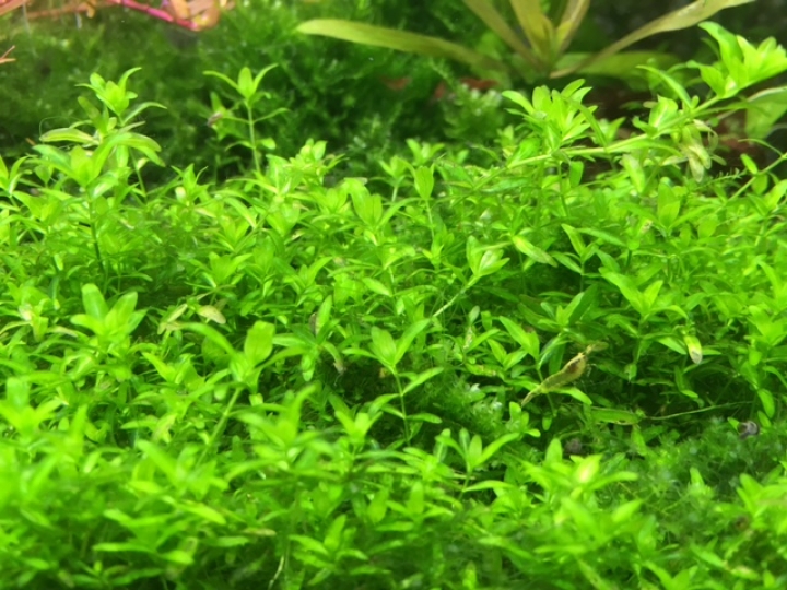 2尺缸5個月成果