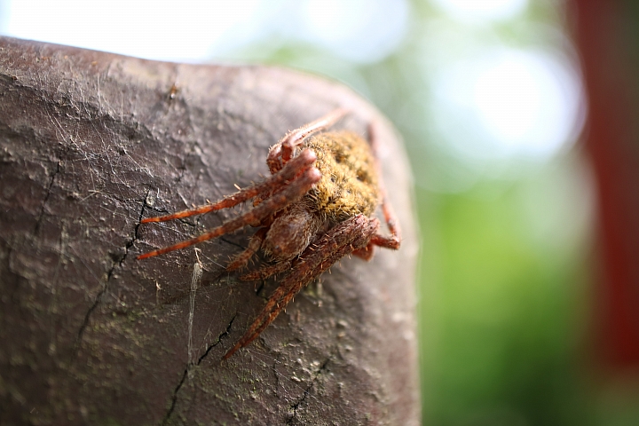 我的鏡頭會發光! Canon EF-M 28mm f/3.5 MACRO IS STM