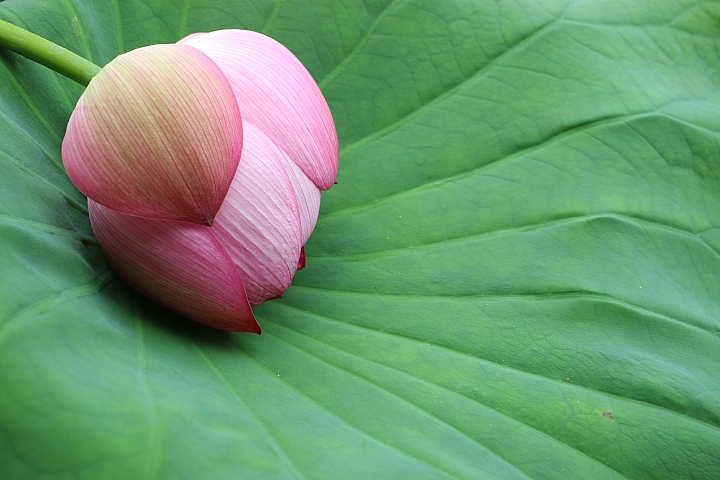 我的鏡頭會發光! Canon EF-M 28mm f/3.5 MACRO IS STM