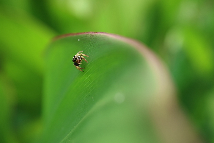 我的鏡頭會發光! Canon EF-M 28mm f/3.5 MACRO IS STM