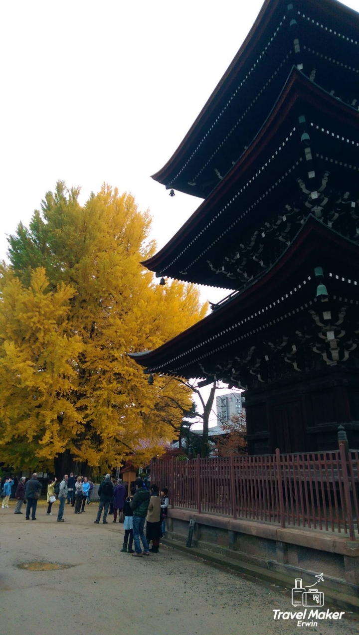 【日本。中部】《高山市》千年金黃大銀杏@國分寺&宮川朝市必吃現切蜜蘋果、飛驒高山布丁