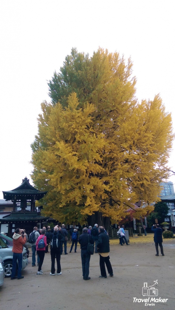 【日本。中部】《高山市》千年金黃大銀杏@國分寺&宮川朝市必吃現切蜜蘋果、飛驒高山布丁