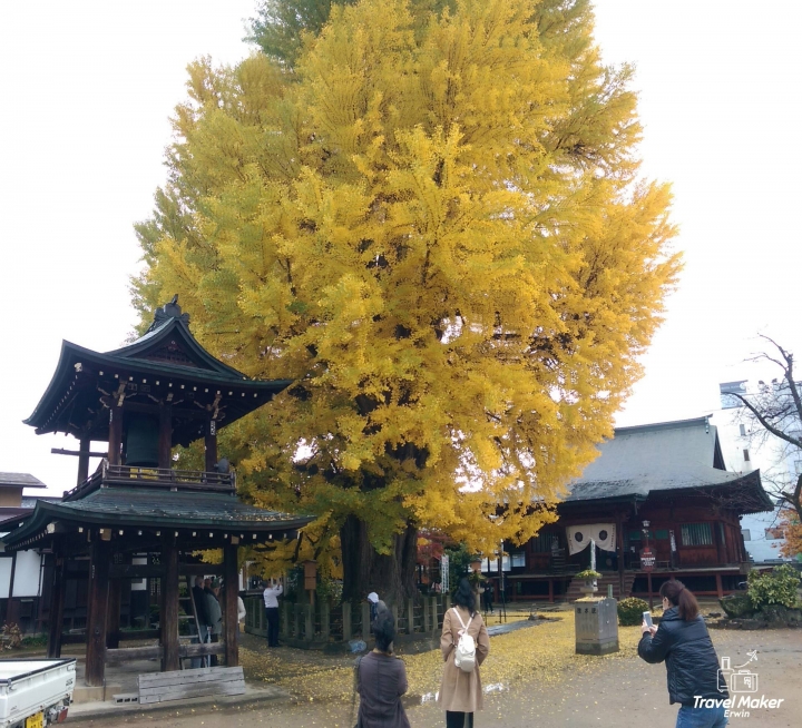 【日本。中部】《高山市》千年金黃大銀杏@國分寺&宮川朝市必吃現切蜜蘋果、飛驒高山布丁