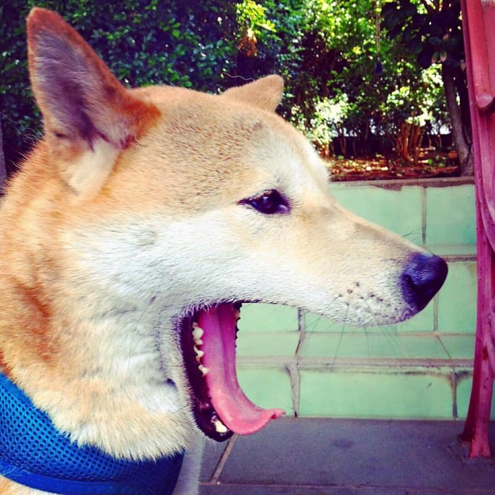 協尋!!桃園平鎮地帶柴犬走失!!(已尋獲!!)