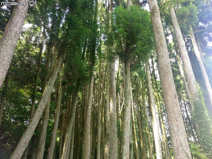搭上復古的JR隼人之風號 沿途觀賞櫻島火山