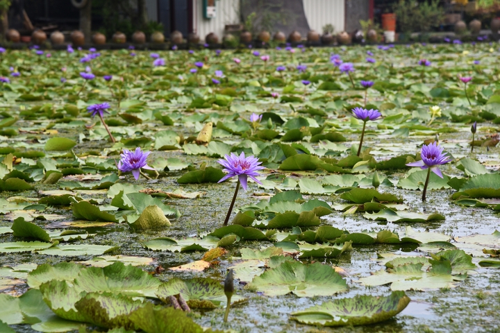 花東5天4夜之旅-東岸一本道-SYM Rv270