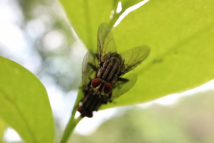 我的鏡頭會發光! Canon EF-M 28mm f/3.5 MACRO IS STM