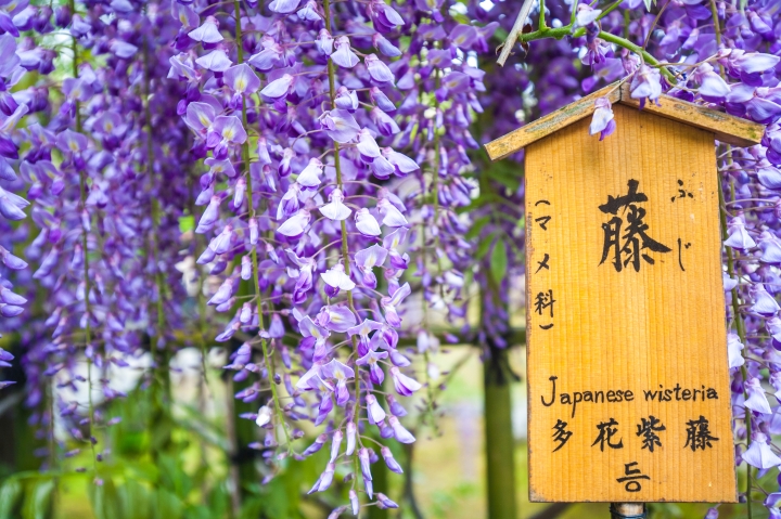 我的關西自助之旅(圖爆多,慎入)