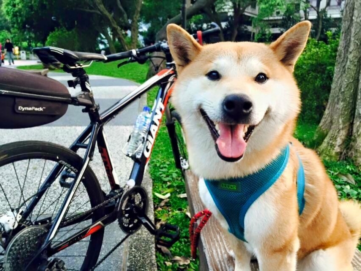 協尋!!桃園平鎮地帶柴犬走失!!(已尋獲!!)