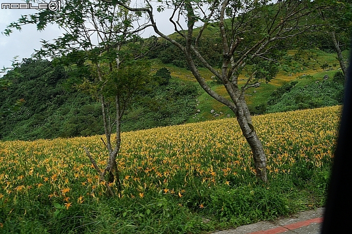 電車 光復糖廠 瑞穗牧場 六十石山金針花 北回歸線公園