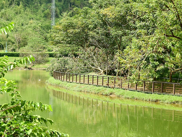 希望屏科大靜思湖鵝群安然無恙,靜思湖浪漫依舊。