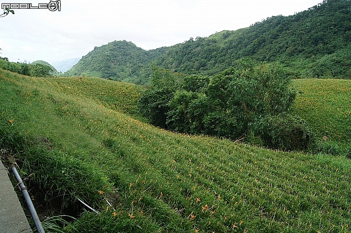 電車 光復糖廠 瑞穗牧場 六十石山金針花 北回歸線公園