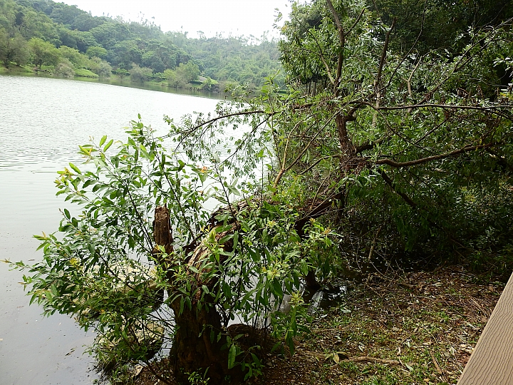 希望屏科大靜思湖鵝群安然無恙,靜思湖浪漫依舊。