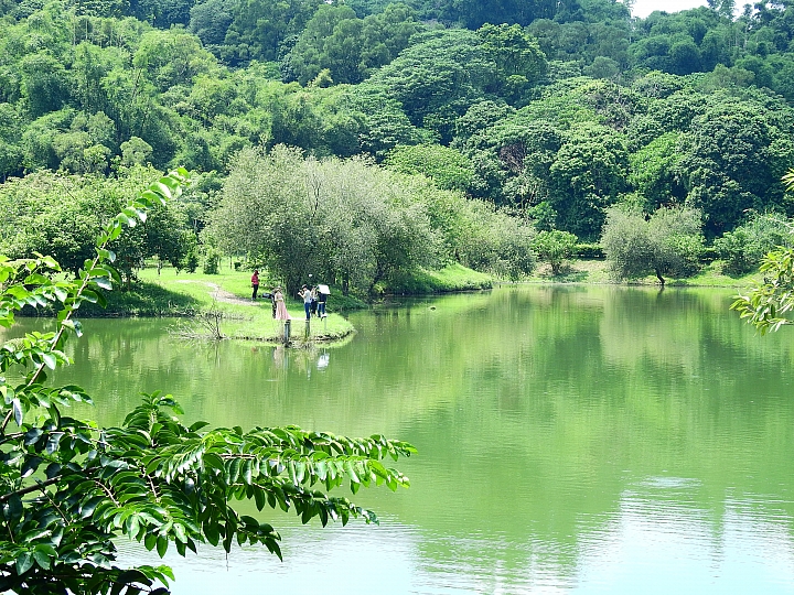 希望屏科大靜思湖鵝群安然無恙,靜思湖浪漫依舊。