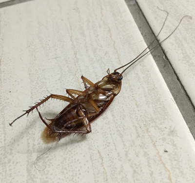 單身租房子,小強都怎麼處理比較好?