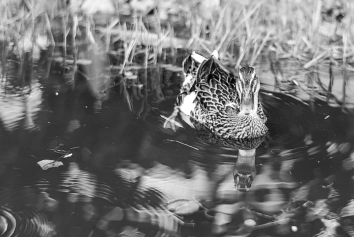 Leica M246與50/1.2合體出勤紀錄(順便介紹相關硬體配件)