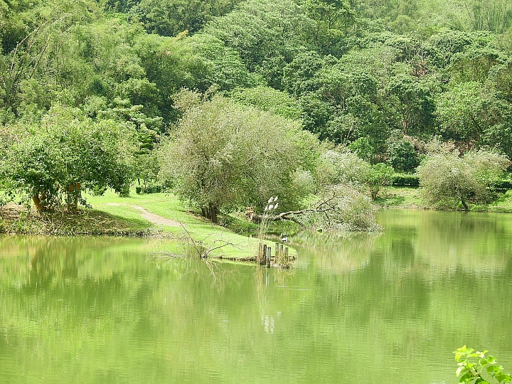 希望屏科大靜思湖鵝群安然無恙,靜思湖浪漫依舊。