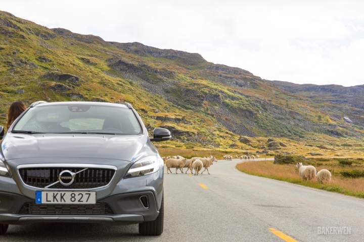 自然畫布 - 北歐輕旅行/Volvo V40 Cross Country