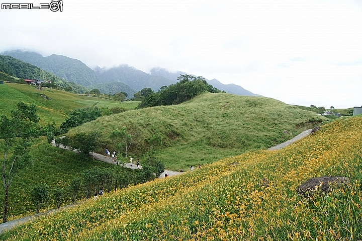 電車 光復糖廠 瑞穗牧場 六十石山金針花 北回歸線公園