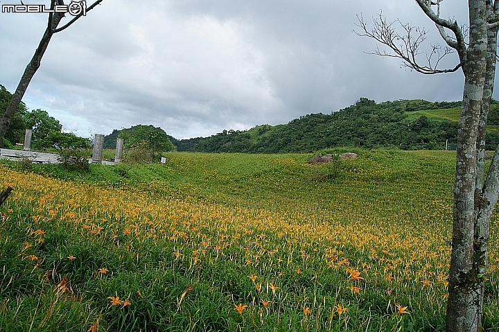 電車 光復糖廠 瑞穗牧場 六十石山金針花 北回歸線公園