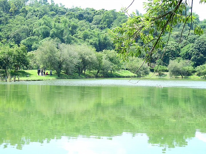 希望屏科大靜思湖鵝群安然無恙,靜思湖浪漫依舊。