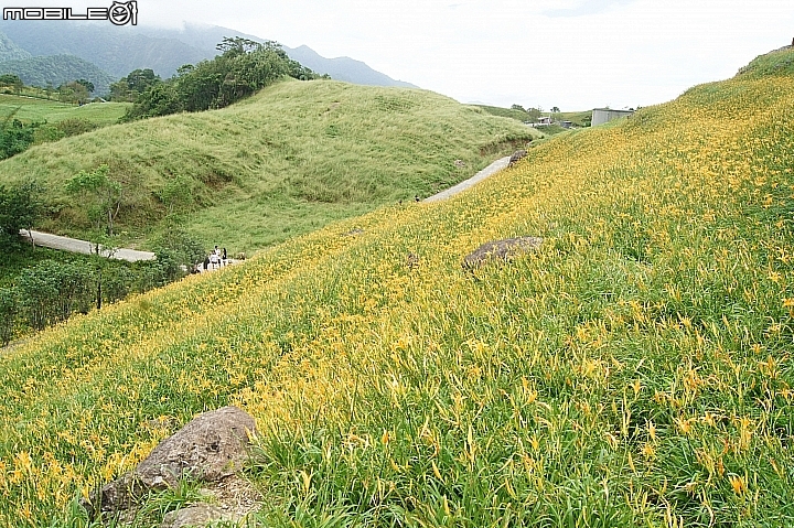 電車 光復糖廠 瑞穗牧場 六十石山金針花 北回歸線公園