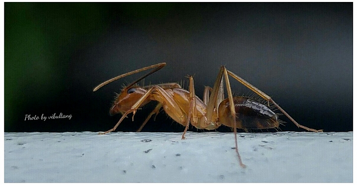 (第73批圖) LG G4 &G5&V10 日夜拍研究團 精選作品2016.9.18