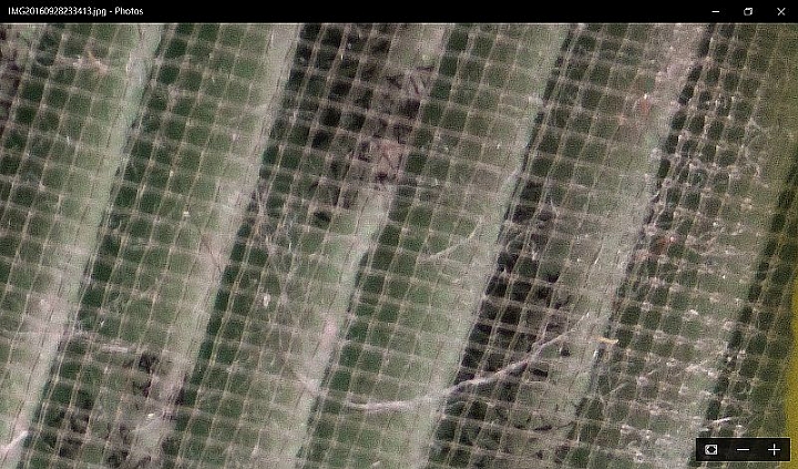 過敏鼻的黃金守護獸 LG空氣清淨機(大龍捲蝸牛)
